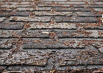 Bluffton Roofing Company Images
